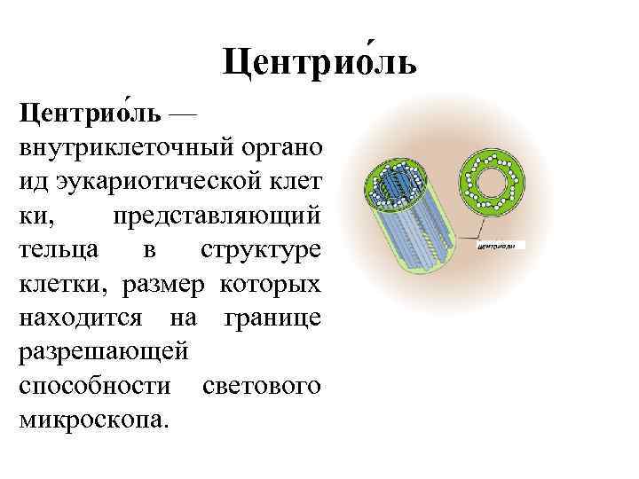 Центрио ль — внутриклеточный органо ид эукариотической клет ки, представляющий тельца в структуре клетки,