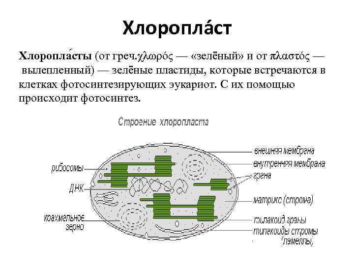 Зеленые пластиды