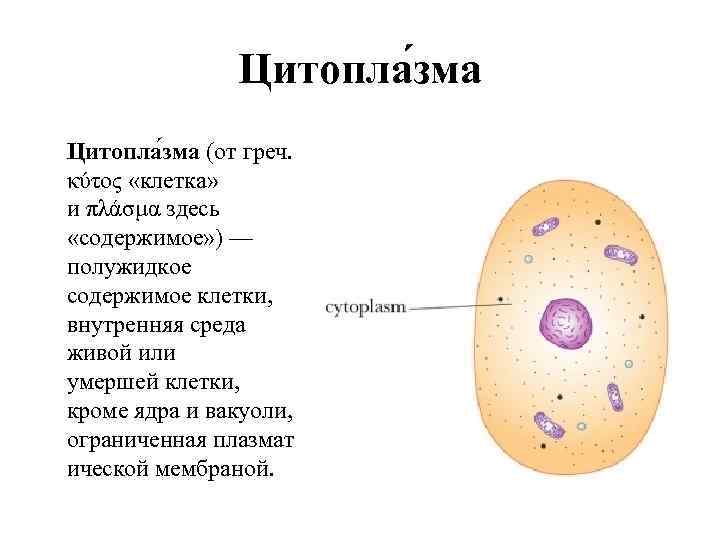 Цитопла зма (от греч. κύτος «клетка» и πλάσμα здесь «содержимое» ) — полужидкое содержимое