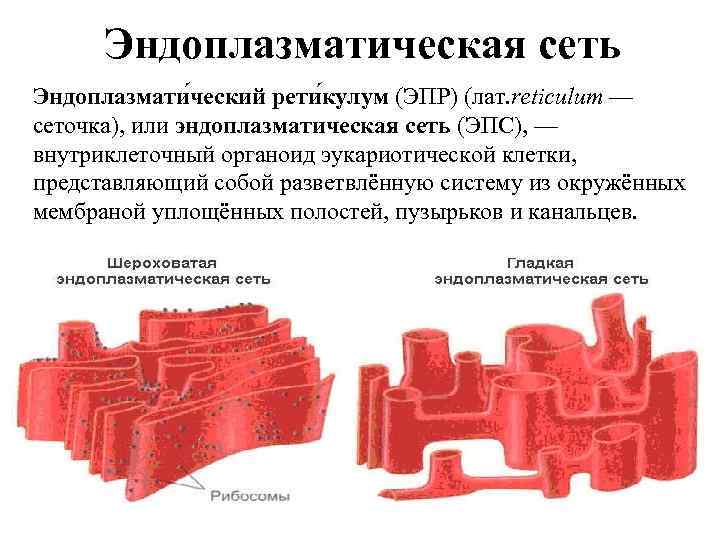 Эндоплазматическая сеть Эндоплазмати ческий рети кулум (ЭПР) (лат. reticulum — сеточка), или эндоплазматическая сеть