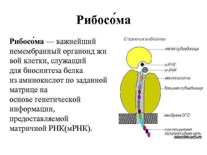 Рибосо ма — важнейший немембранный органоид жи вой клетки, служащий для биосинтеза белка из