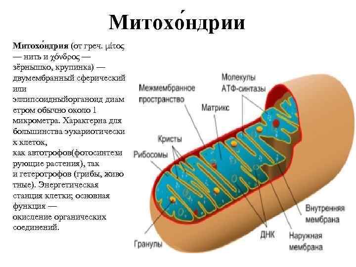 Митохо ндрии Митохо ндрия (от греч. μίτος — нить и χόνδρος — зёрнышко, крупинка)