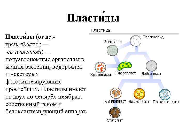 Пласти ды (от др. греч. πλαστός — вылепленный) — полуавтономные органеллы в ысших растений,