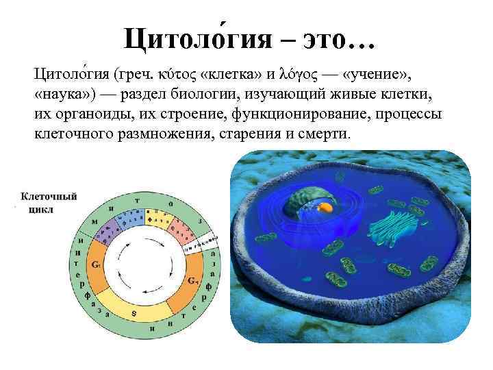 Цитоло гия – это… Цитоло гия (греч. κύτος «клетка» и λόγος — «учение» ,