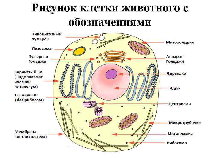 Рисунок клетки животного с обозначениями 