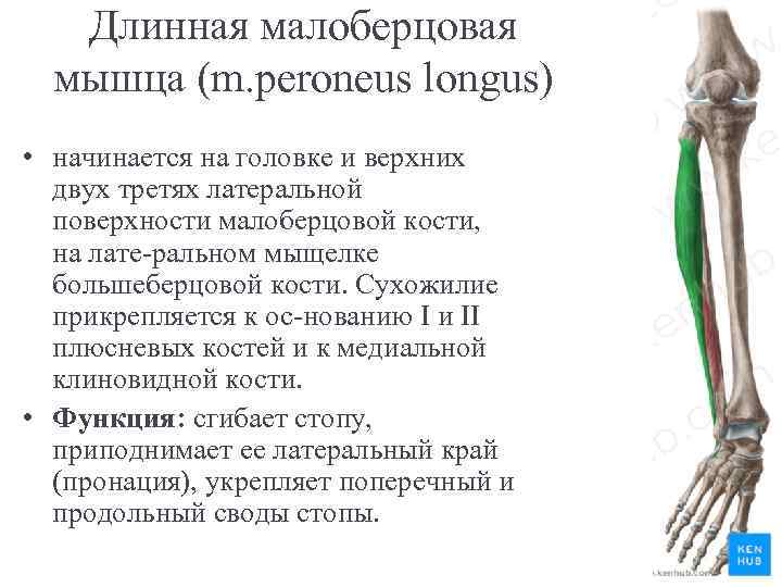 Длинная малоберцовая мышца (m. peroneus longus) • начинается на головке и верхних двух третях