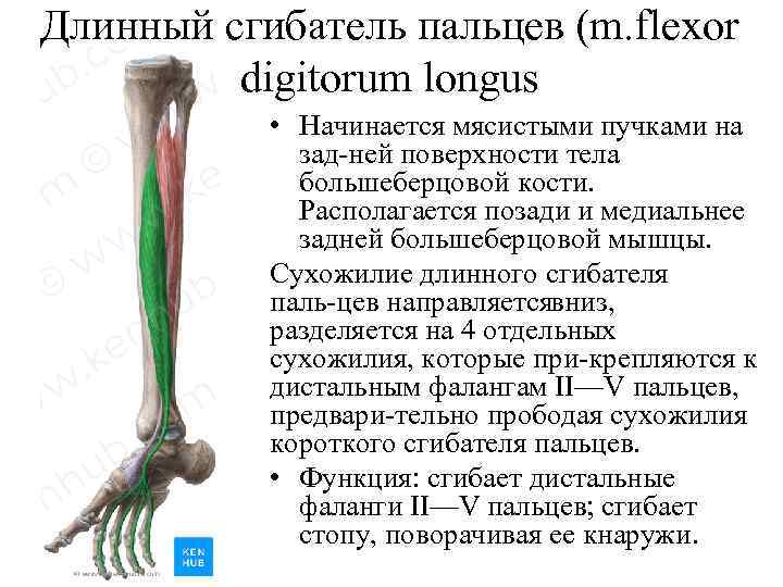 Длинный сгибатель пальцев (m. flexor digitorum longus • Начинается мясистыми пучками на зад ней