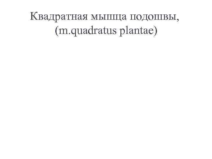 Квадратная мышца подошвы, (m. quadrаtus plаntae) 