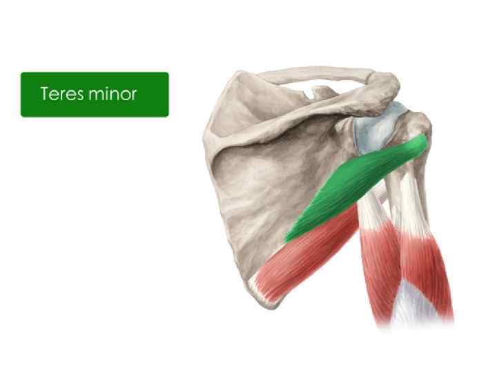 Muscle m. Терес минор мышца. M. infraspinatus и m. Teres Minor. Малая круглая мышца (m. Teres Minor).