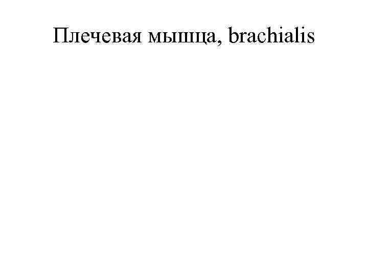 Плечевая мышца, brachialis 