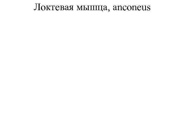 Локтевая мышца, anconeus 