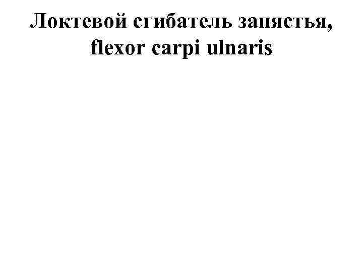 Локтевой сгибатель запястья, flexor carpi ulnaris 