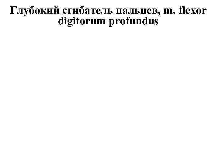 Глубокий сгибатель пальцев, m. flexor digitоrum profundus 