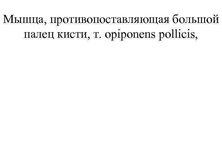 Мышца, противопоставляющая большой палец кисти, т. opiponens pollicis, 