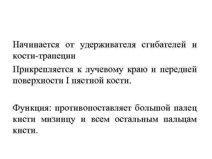 Начинается от удерживателя сгибателей и кости трапеции Прикрепляется к лучевому краю и передней поверхности