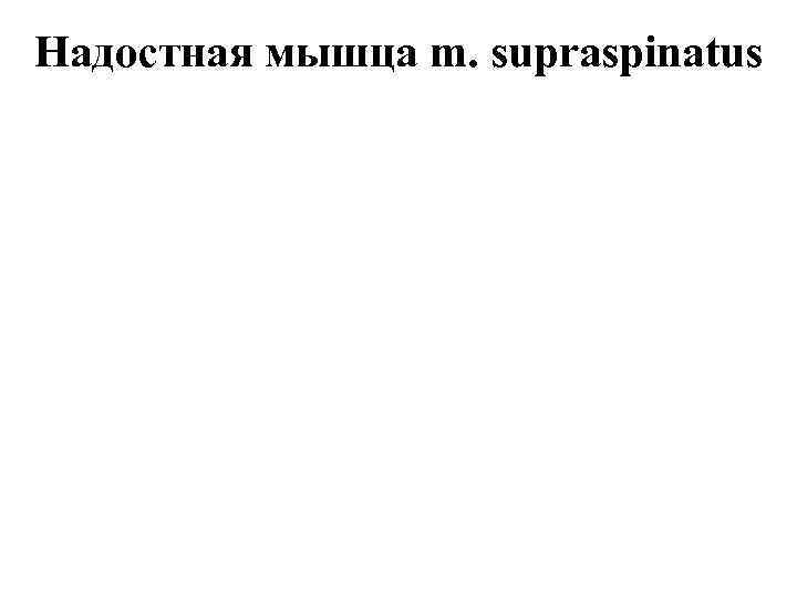 Надостная мышца m. supraspinatus 