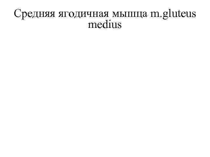 Средняя ягодичная мышца m. gluteus medius 