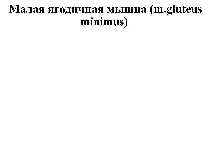 Малая ягодичная мышца (m. gluteus minimus) 