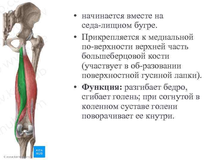  • начинается вместе на седа лищном бугре. • Прикрепляется к медиальной по верхности