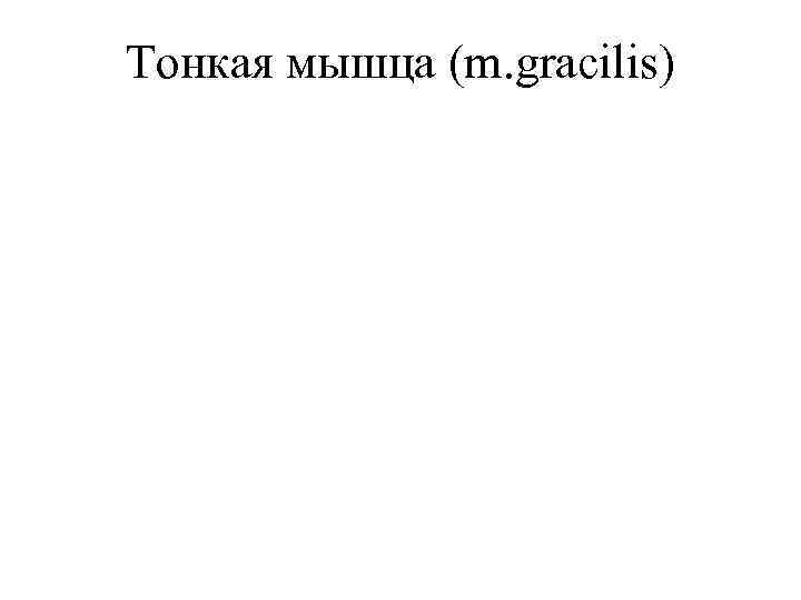 Тонкая мышца (m. grаcilis) 