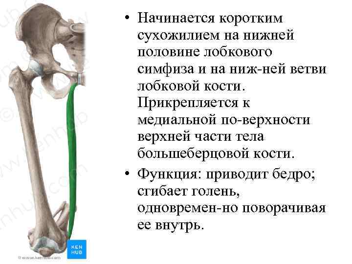  • Начинается коротким сухожилием на нижней половине лобкового симфиза и на ниж ней