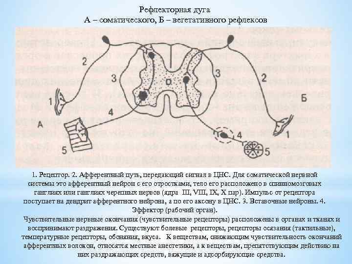 Рефлекторная дуга А – соматического, Б – вегетативного рефлексов 1. Рецептор. 2. Афферентный путь,