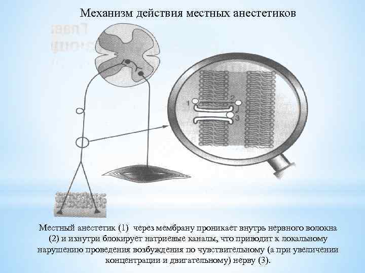 Механизм действия местных анестетиков Местный анестетик (1) через мембрану проникает внутрь нервного волокна (2)