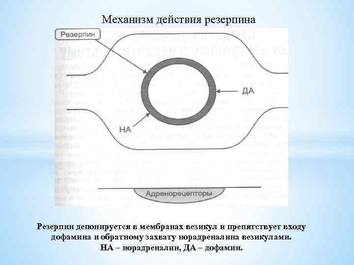 Механизм действия резерпина Резерпин депонируется в мембранах везикул и препятствует входу дофамина и обратному