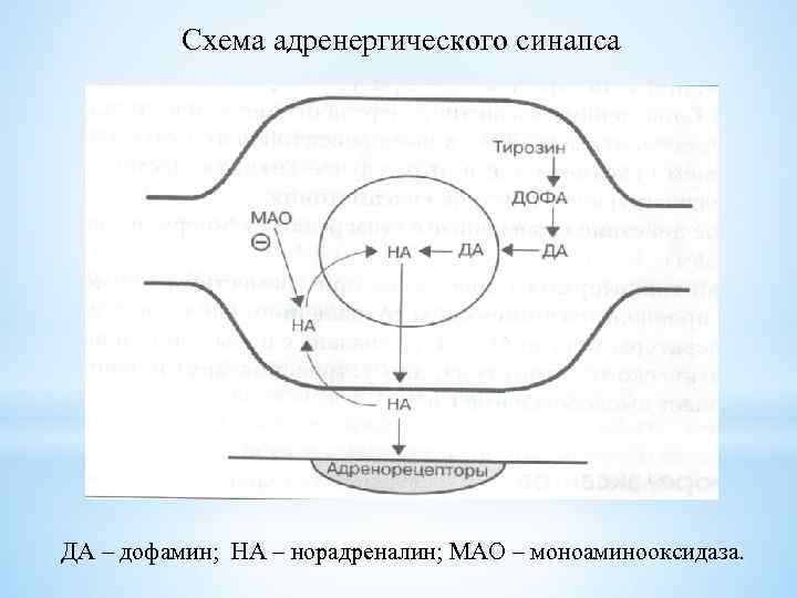 Схема адренергического синапса ДА – дофамин; НА – норадреналин; МАО – моноаминооксидаза. 