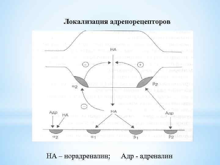 Локализация адренорецепторов НА – норадреналин; Адр - адреналин 