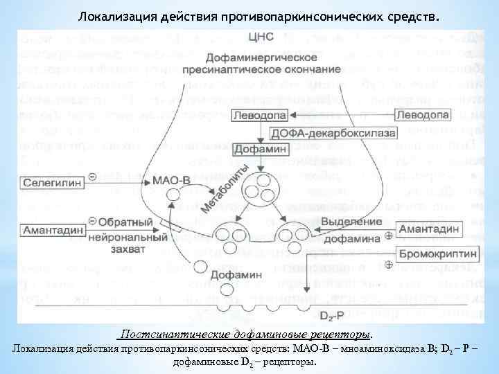 Локализация действия противопаркинсонических средств. Постсинаптические дофаминовые рецепторы. Локализация действия противопаркинсонических средств: МАО-В – мноаминоксидаза