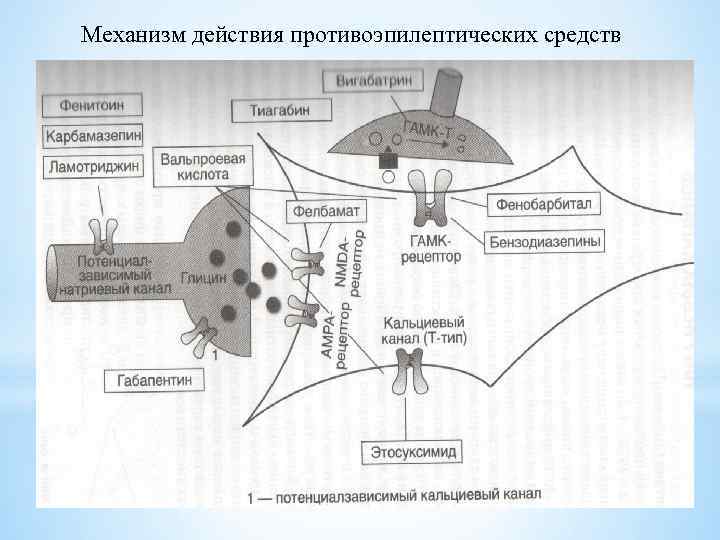 Механизм действия противоэпилептических средств 