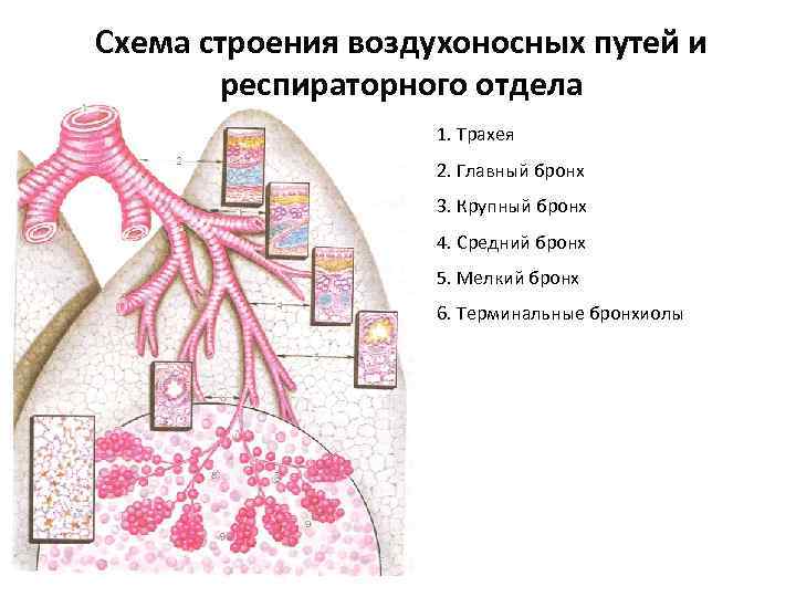 Обозначьте на рисунке названия элементов воздухоносных путей