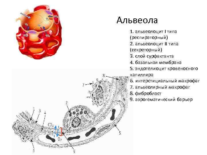 Порядок строения. Альвеолоциты 1 и 2 типа гистология. Строение альвеоцитов 1 типа.