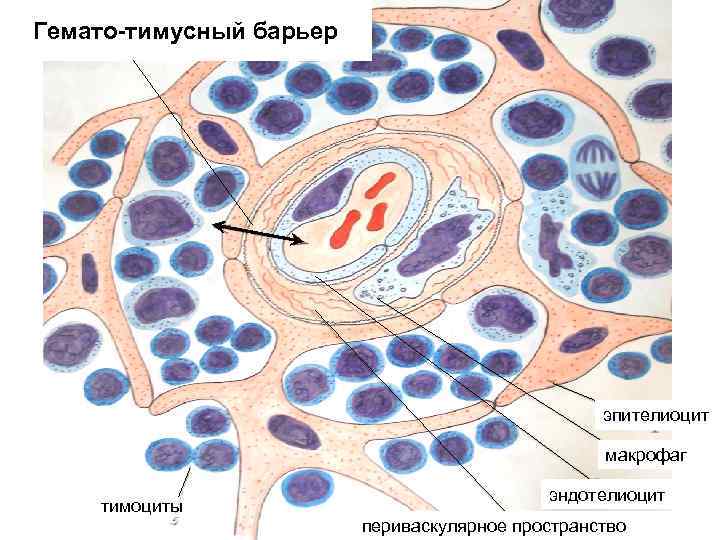 Гемато-тимусный барьер эпителиоцит макрофаг тимоциты эндотелиоцит периваскулярное пространство 