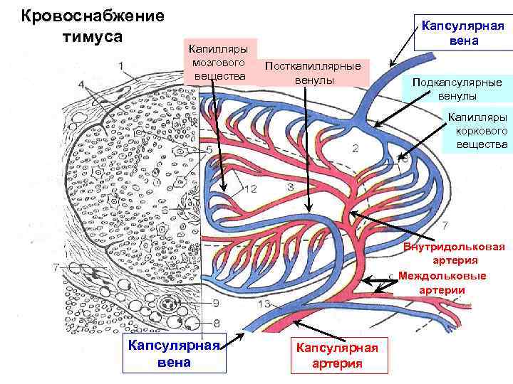 Кровоснабжение тимуса Капилляры мозгового вещества Капсулярная вена Посткапиллярные венулы Подкапсулярные венулы Капилляры коркового вещества