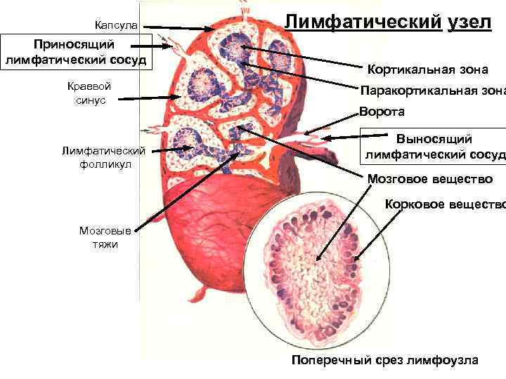 Капсула Приносящий лимфатический сосуд Краевой синус Лимфатический фолликул Лимфатический узел Кортикальная зона Паракортикальная зона