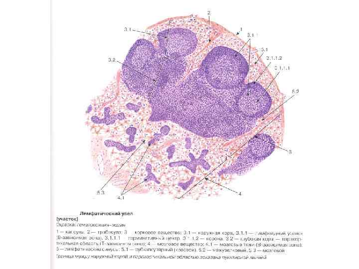 Лимфатический узел гистология схема
