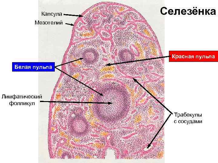 Капсула Селезёнка Мезотелий Красная пульпа Белая пульпа Лимфатический фолликул Трабекулы с сосудами 