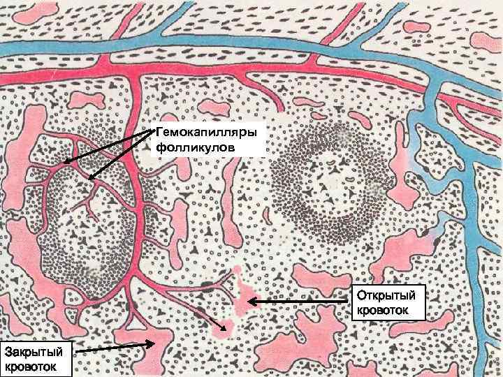 Гемокапилляры фолликулов Открытый кровоток Закрытый кровоток 