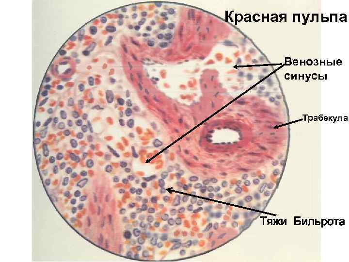 Красная пульпа Венозные синусы Трабекула Тяжи Бильрота 