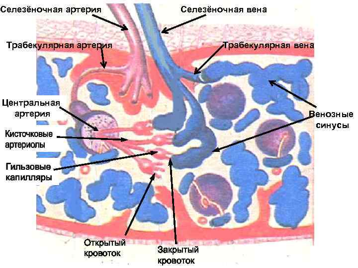 Селезёночная артерия Селезёночная вена Трабекулярная артерия Трабекулярная вена Центральная артерия Венозные синусы Открытый кровоток