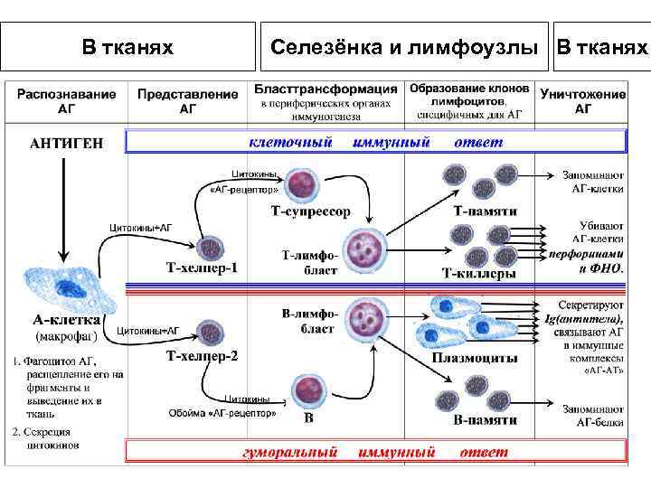 В тканях Селезёнка и лимфоузлы В тканях 