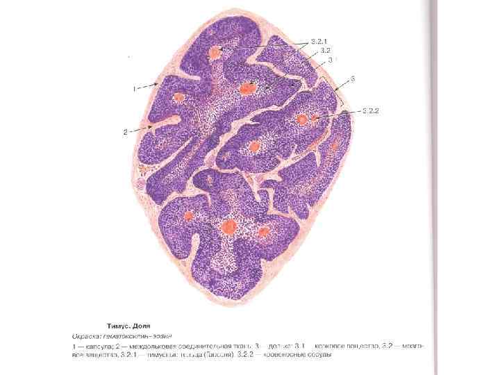 Тимус гистология препарат рисунок