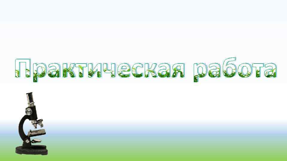 Практическая работа 