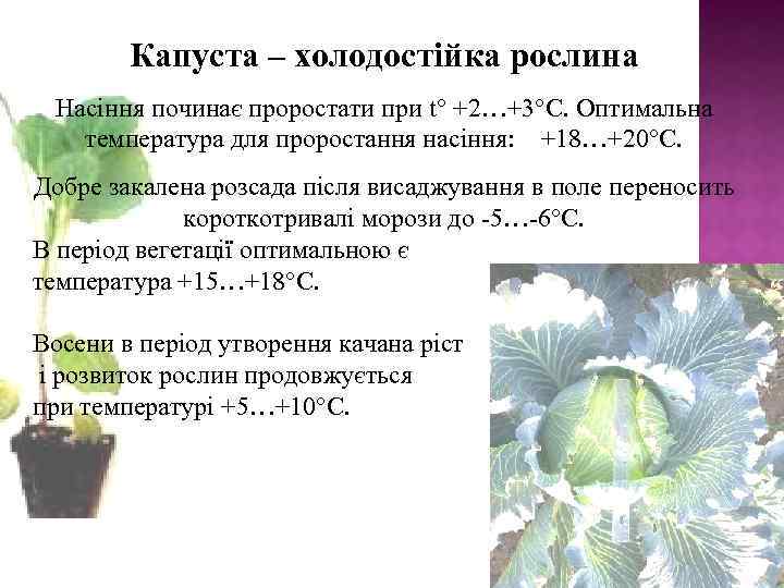 Капуста – холодостійка рослина Насіння починає проростати при t° +2…+3°С. Оптимальна температура для проростання