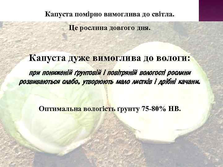 Капуста помірно вимоглива до світла. Це рослина довгого дня. Капуста дуже вимоглива до вологи: