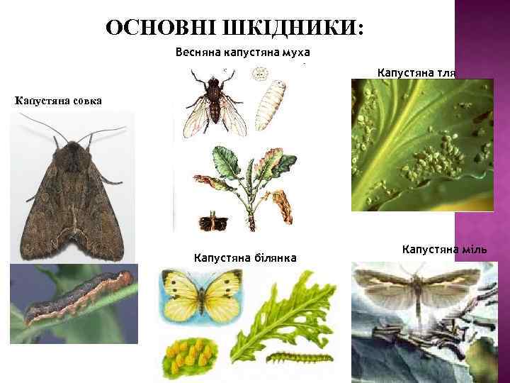 ОСНОВНІ ШКІДНИКИ: Весняна капустяна муха Капустяна тля Капустяна совка Капустяна білянка Капустяна міль 