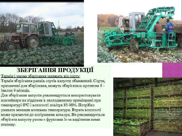 ЗБЕРІГАННЯ ПРОДУКЦІЇ Термін і умови зберігання залежать від сорту. Термін зберігання ранніх сортів капусти