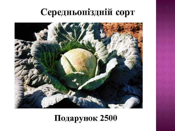 Середньопіздній сорт Подарунок 2500 